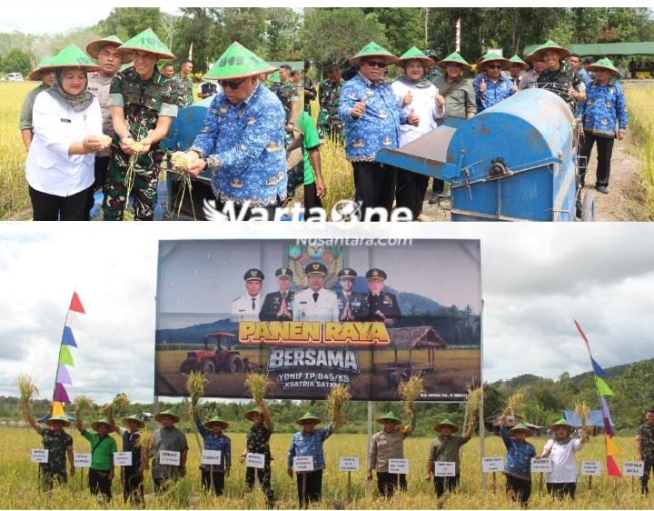 Panen Raya Bersama Yonif TP845/KS, Eks Sawah Jepang di Desa Simpang Tiga Renggiang Belitung Timur