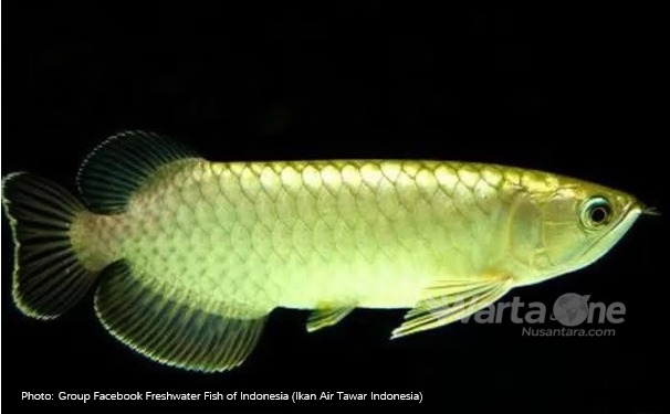 Bukan Tenggiri, Benarkah Pempek Purba Era Sriwijaya Menggunakan Ikan Arwana Miliaran Rupiah?